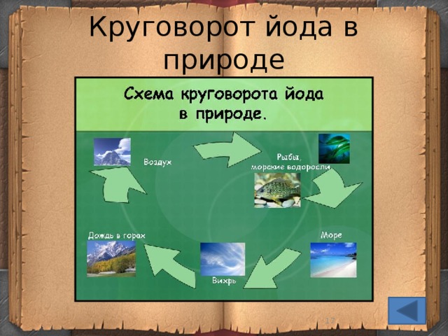 Круговорот химических элементов в природе схема