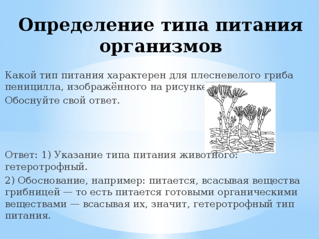 Какой тип питания характерен для шампиньона. Какой Тип питания характерен. Пеницилл какой Тип питания характерен. Какой Тип питание характерно для плесневелого гриба пеницилла. Какой Тип питания характерен для грибов.