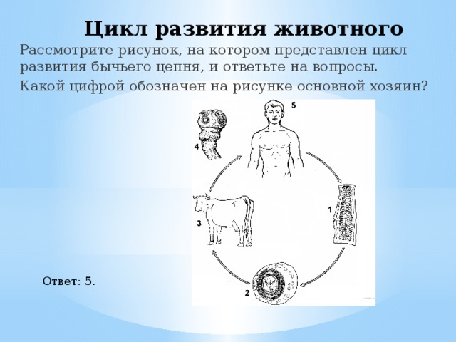 Рассмотрите рисунок на котором представлен цикл развития эхинококка и ответьте на вопросы