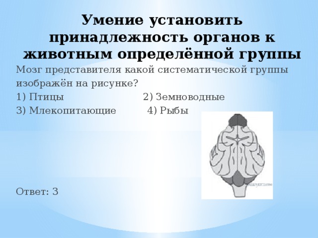 Мозг какой систематической группы изображен на рисунке