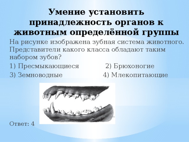 На рисунке изображена зубная система животного представители какого класса обладают таким набором з