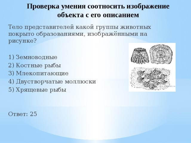 Какой процесс происходит в анатомическом образовании изображенном на рисунке