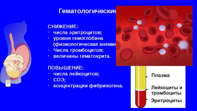 Гематологические изменения СНИЖЕНИЕ: числа эритроцитов; уровня гемоглобина  (физиологическая анемия); Числа тромбоцитов; величины гематокрита.  ПОВЫШЕНИЕ: числа лейкоцитов; СОЭ; концентрации фибриногена.  15%  - 