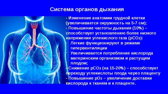 Система органов дыхания - Изменение анатомии грудной клетки (увеличивается окружность на 5-7 см); - Повышение частоты дыхания (10%) – способствует установлению более низкого напряжения углекислого газа (pCO 2 ): Легкие функционируют в режиме гипервентиляции Увеличивается потребление кислорода материнским организмом и растущим плодом;  - Снижение pCO 2 (на 15-20%) – способствует переходу углекислоты плода через плаценту - Повышение pO 2 – увеличение доставки кислорода к тканям и к плаценте. 