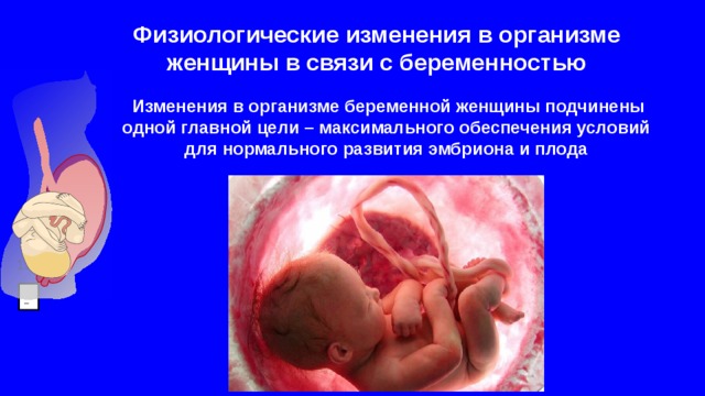 Физиологические изменения в организме женщины в связи с беременностью   Изменения в организме беременной женщины подчинены одной главной цели – максимального обеспечения условий для нормального развития эмбриона и плода 15%  - 