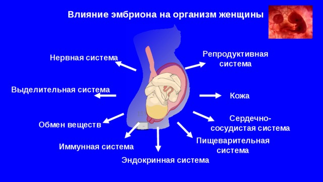Влияние эмбриона на организм женщины Репродуктивная  система Нервная  система Выделительная  система Кожа 15% Сердечно-сосудистая  система Обмен веществ  - Пищеварительная  система Иммунная  система Эндокринная  система 