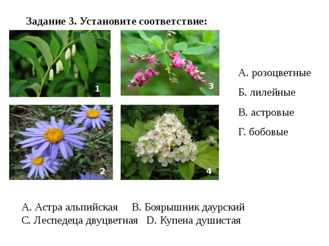 Розоцветные и лилейные примеры