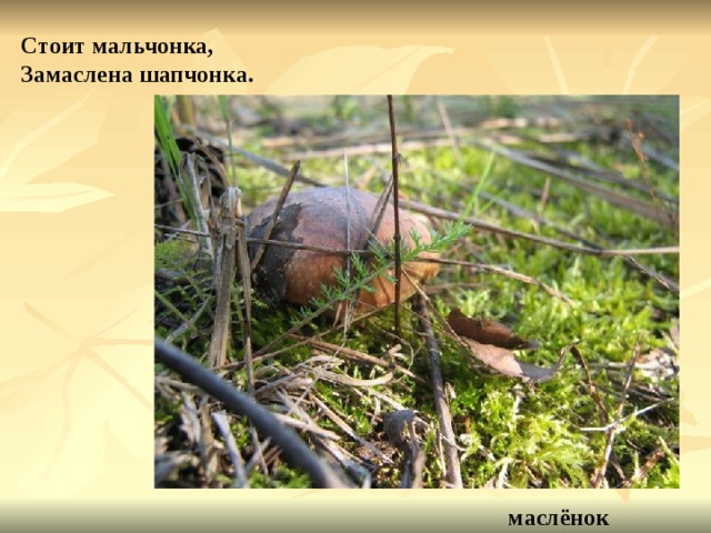 Стоит мальчонка, Замаслена шапчонка. маслёнок 