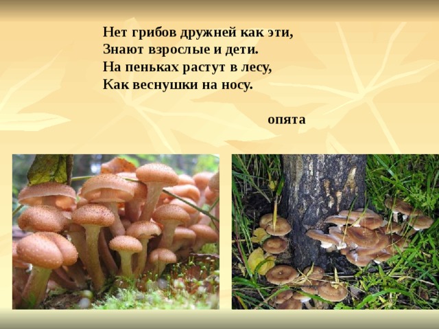 Нет грибов дружней как эти, Знают взрослые и дети. На пеньках растут в лесу, Как веснушки на носу. опята 