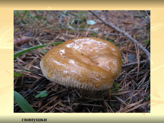 свинушки 