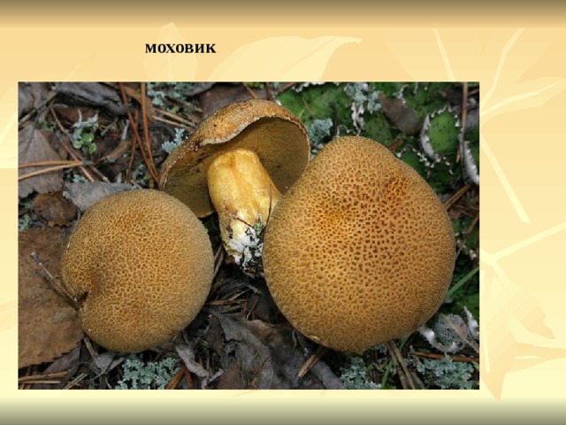 моховик 