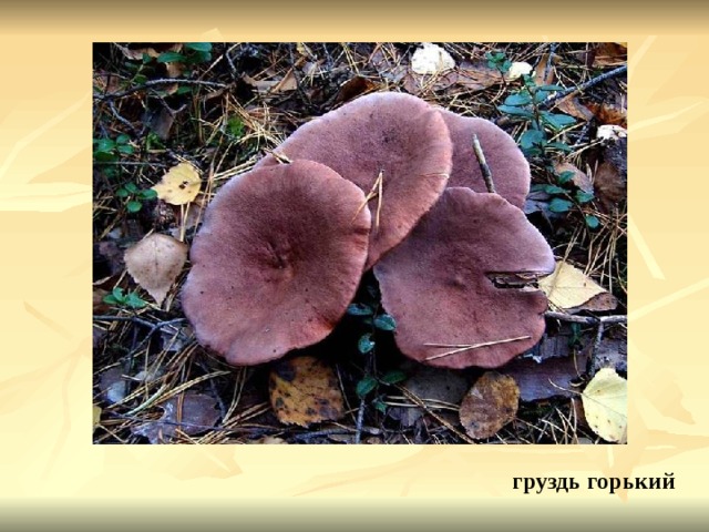 груздь горький 