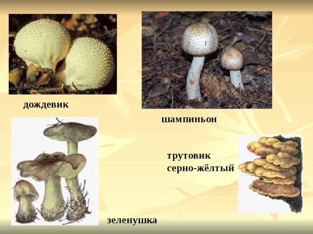дождевик шампиньон трутовик серно-жёлтый зеленушка 