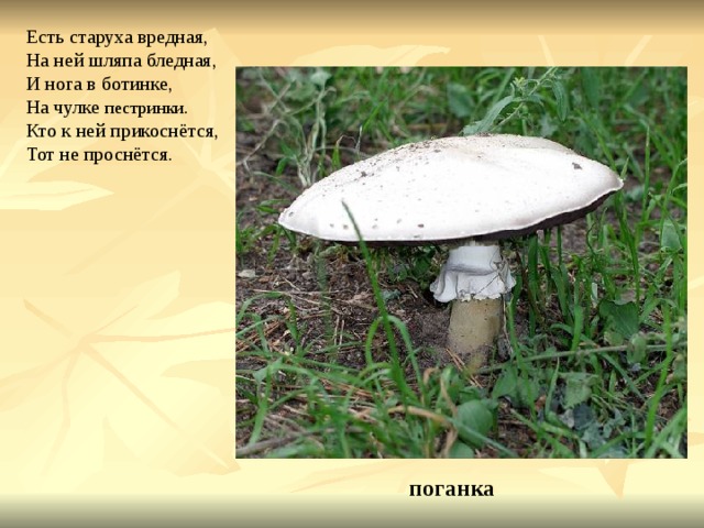 Есть старуха вредная, На ней шляпа бледная, И нога в ботинке, На чулке пестринки . Кто к ней прикоснётся, Тот не проснётся. поганка 