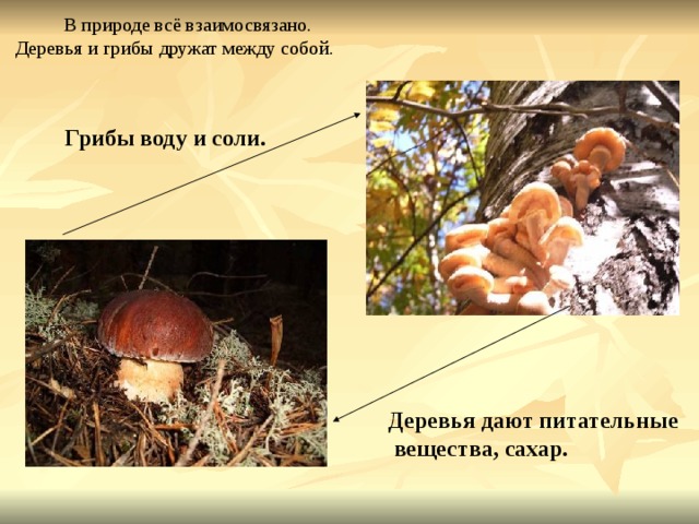  В природе всё взаимосвязано. Деревья и грибы дружат между собой.  Грибы воду и соли. Деревья дают питательные  вещества, сахар. 
