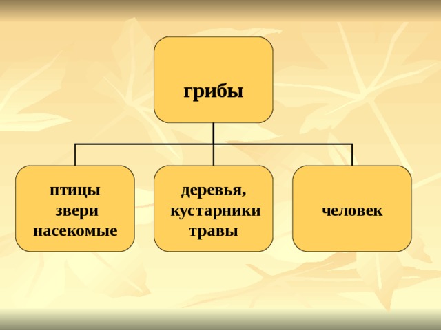 грибы птицы  звери насекомые деревья,  кустарники травы человек 