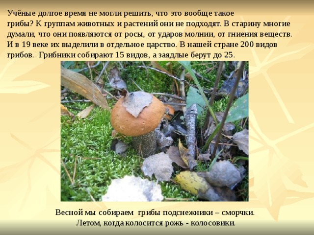 Учёные долгое время не могли решить, что это вообще такое грибы? К группам животных и растений они не подходят. В старину многие думали, что они появляются от росы, от ударов молнии, от гниения веществ. И в 19 веке их выделили в отдельное царство. В нашей стране 200 видов грибов. Грибники собирают 15 видов, а заядлые берут до 25. Весной мы собираем грибы подснежники – сморчки. Летом, когда колосится рожь - колосовики. 