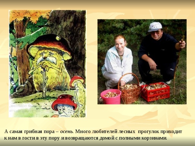 А самая грибная пора – осень . Много любителей лесных прогулок приходит к нам в гости в эту пору и возвращаются домой с полными корзинами. 