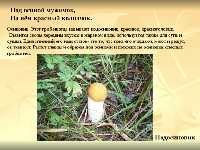 Под осиной мужичок, На нём красный колпачок. Осиновик. Этот гриб иногда называют подосиновик, краснюк, красноголовик.  Славится своим хорошим вкусом в жареном виде, используется также для супа и сушки. Единственный его недостаток- это то, что пока его очищают, моют и режут, он темнеет. Растет главным образом под осинами и похожих на осиновик опасных грибов нет. Подосиновик 