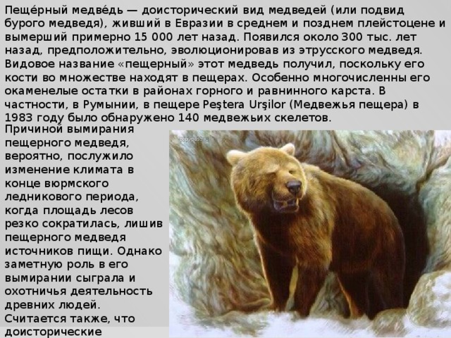 Пеще́рный медве́дь — доисторический вид медведей (или подвид бурого медведя), живший в Евразии в среднем и позднем плейстоцене и вымерший примерно 15 000 лет назад. Появился около 300 тыс. лет назад, предположительно, эволюционировав из этрусского медведя. Видовое название «пещерный» этот медведь получил, поскольку его кости во множестве находят в пещерах. Особенно многочисленны его окаменелые остатки в районах горного и равнинного карста. В частности, в Румынии, в пещере Peştera Urşilor (Медвежья пещера) в 1983 году было обнаружено 140 медвежьих скелетов. Причиной вымирания пещерного медведя, вероятно, послужило изменение климата в конце вюрмского ледникового периода, когда площадь лесов резко сократилась, лишив пещерного медведя источников пищи. Однако заметную роль в его вымирании сыграла и охотничья деятельность древних людей. Считается также, что доисторические европейцы не только охотились на пещерного медведя, но и поклонялись ему, как тотему. 