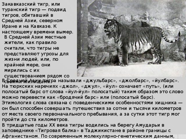 Закавказский тигр, или туранский тигр — подвид тигров, обитавший в Средней Азии, северном Иране и на Кавказе. К настоящему времени вымер. В Средней Азии местные жители, как правило считали, что тигры не представляют угрозы для жизни людей, или, по крайней мере, они мирились с их существованием рядом со своими жилищами. В Средней Азии тигра называли «джульбарс», «джолбарс», «йулбарс». На тюркских наречиях «джол», «джул», «йул» означает «путь», (или полосатый барс от слова «йул-йул» полосатый) таким образом это слово можно перевести как «бродячий барс» или (полосатый барс). Этимология слова связана с поведенческими особенностями хищника — он был способен совершать путешествия за сотни и тысячи километров от места своего первоначального пребывания, а за сутки этот тигр мог пройти до ста километров. В тридцатые годы XX века тигры водились на берегу Амударьи в заповеднике «Тигровая балка» в Таджикистане в районе границы с Афганистаном. По современным молекулярно-генетическим данным, этот подвид практически идентичен амурскому тигру. 