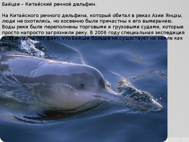 Байцзи – Китайский речной дельфин. На Китайского речного дельфина, который обитал в реках Азии Янцзы, люди не охотились, но косвенно были причастны к его вымиранию. Воды реки были переполнены торговыми и грузовыми судами, которые просто напросто загрязнили реку. В 2006 году специальная экспедиция подтвердила тот факт, что Байцзи больше не существует на земле как вид. 