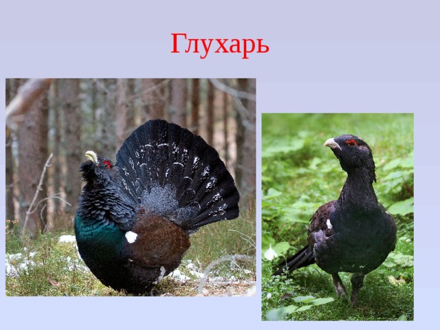 Глухарь 