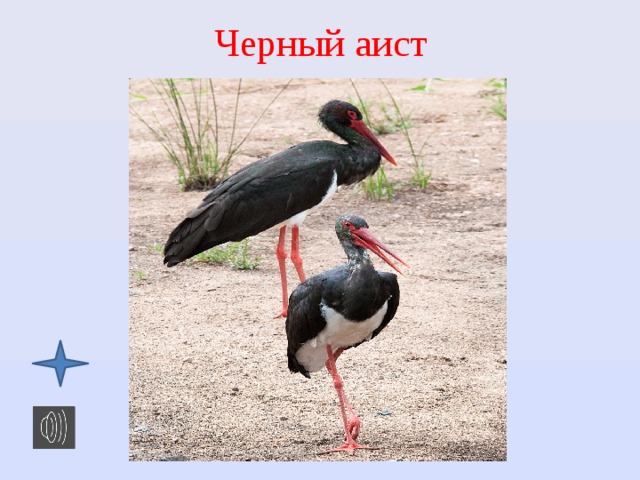Черный аист 