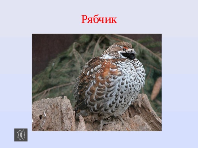 Рябчик 