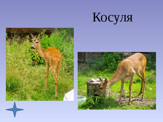 Косуля 