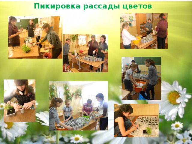 Пикировка рассады цветов 
