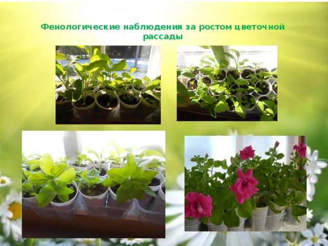 Фенологические наблюдения за ростом цветочной рассады    