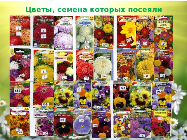 Цветы, семена которых посеяли 