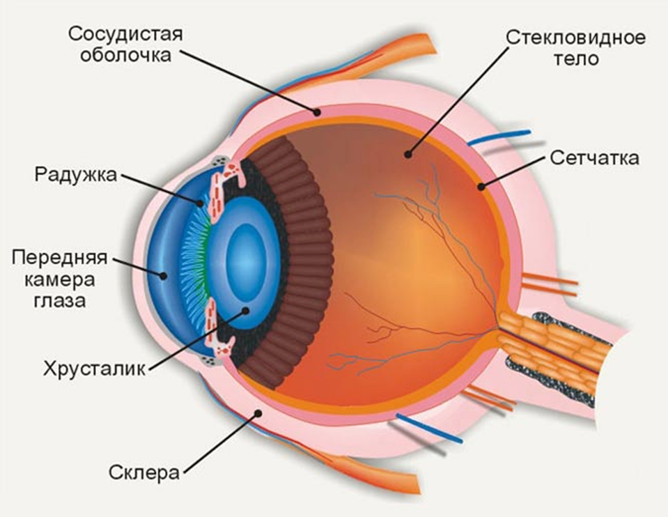 Глаза являются органом человека. Радужка роговица стекловидное тело хрусталик сетчатка зрительный. Строение глаза сетчатка роговица хрусталик. Склера сосудистая оболочка сетчатка. Строение хрусталика глаза анатомия.