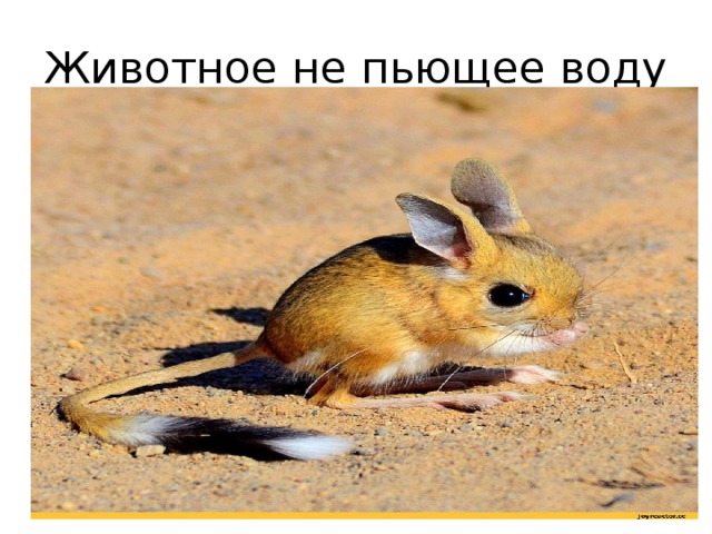 Животное не пьющее воду  