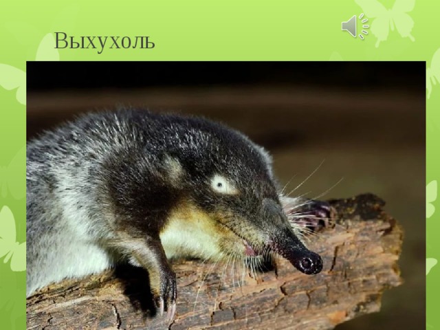 Выхухоль 
