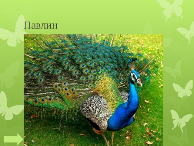 Павлин 