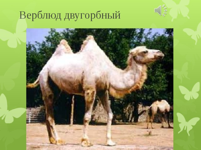 Верблюд двугорбный 