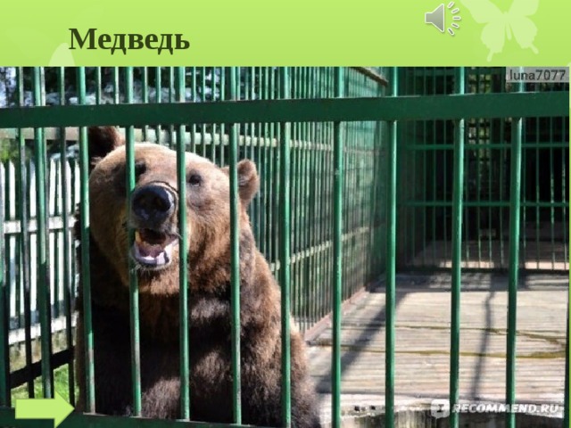 Медведь 
