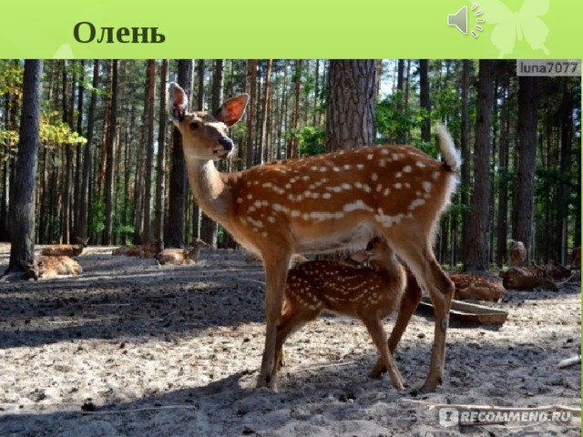 Олень 