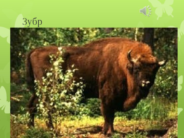Зубр 