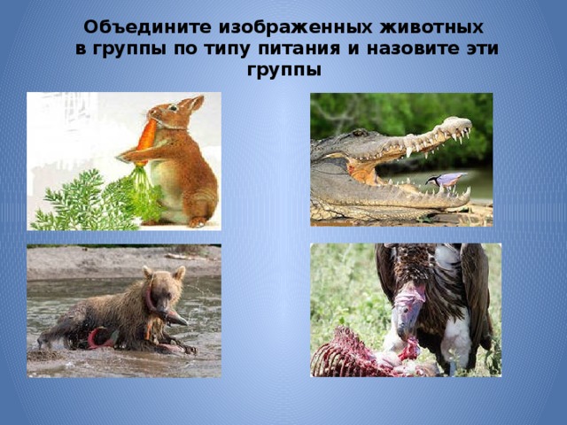 Объедините изображенных животных  в группы по типу питания и назовите эти группы 