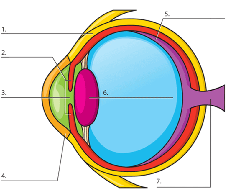 Eye Parts. Eye diagram. Зрачок палочки и колбочки хрусталик. Придатки органа зрения.