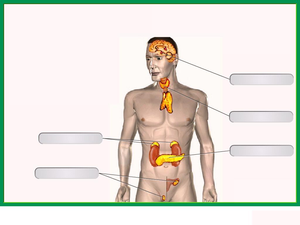 Гормоны выделяемые железами