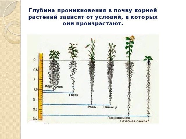 На рисунке а изображена корневая система