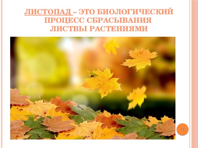 Листопад – это биологический процесс сбрасывания  листвы растениями  