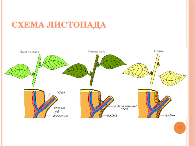 Значение листопада. Схема процесса листопада. Опадение листьев схема. Процесс опадения листа схема. Листопад схема биология.