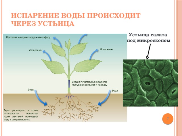 На рисунке изображен опыт доказывающий наличие испарения воды листьями растений