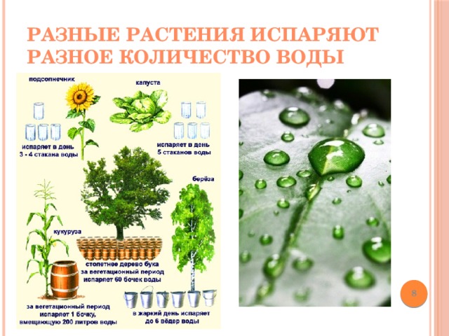 Разные растения испаряют разное количество воды  