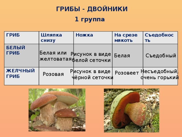 Таблица грибы. Белый гриб а снизу мякоть. Шляпочные грибы двойники. Ядовитый гриб двойник белого гриба название. Грибы двойники белый гриб опасный двойник.